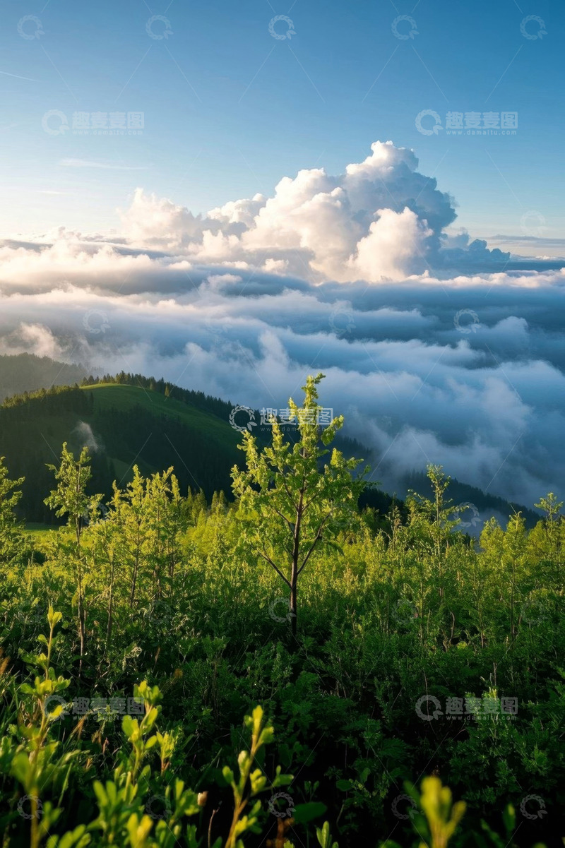 高清大图下载【趣麦麦图】山间云海与绿植景观