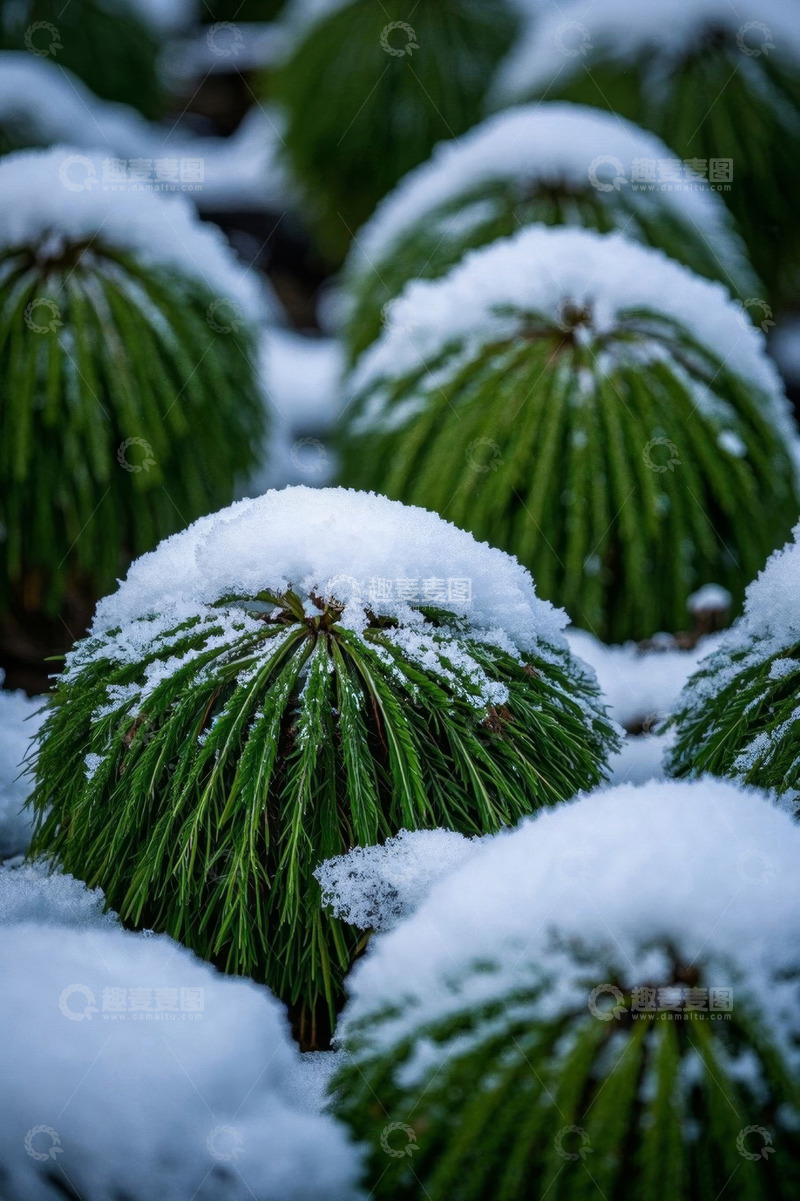 高清大图下载【趣麦麦图】积雪覆盖的绿色松球植物