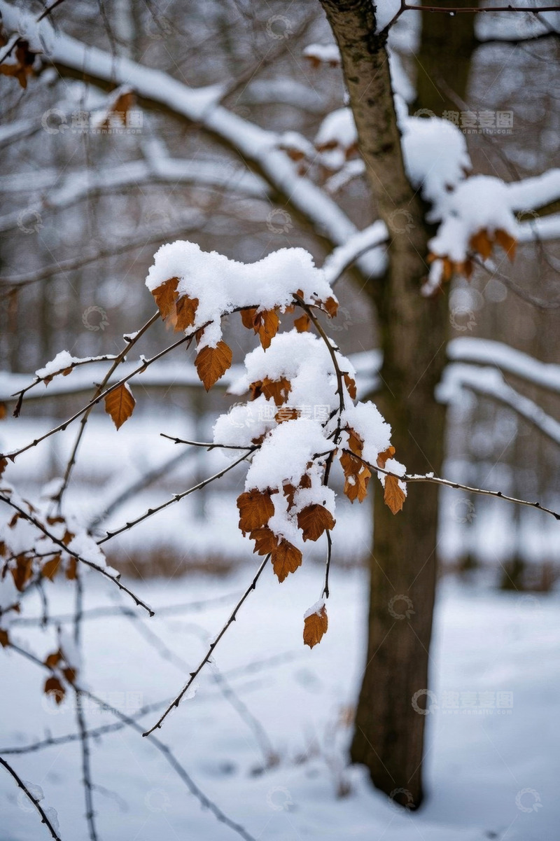 高清大图下载【趣麦麦图】积雪覆盖树枝的冬日景象