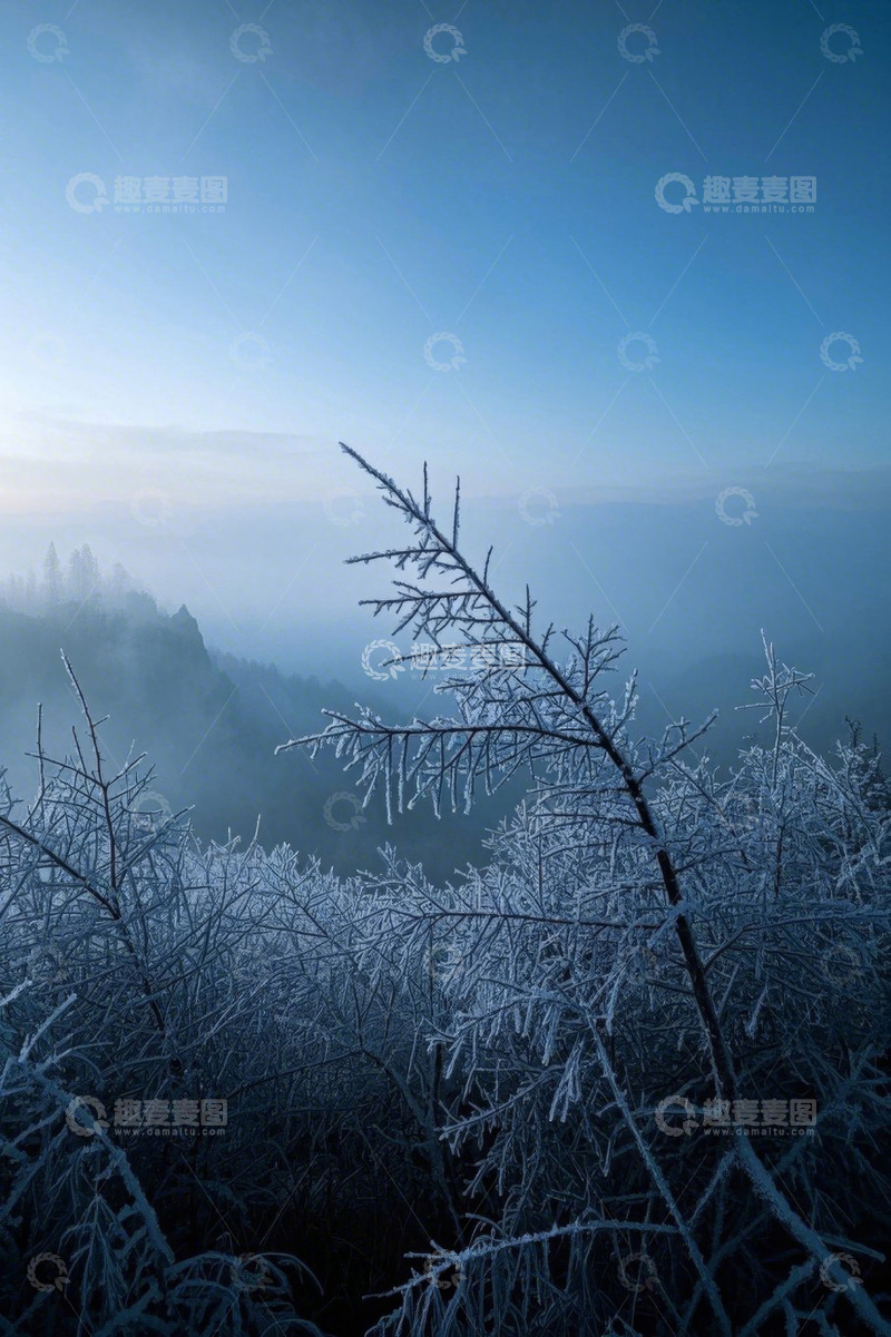 高清大图下载【趣麦麦图】雾中覆霜树枝自然景观