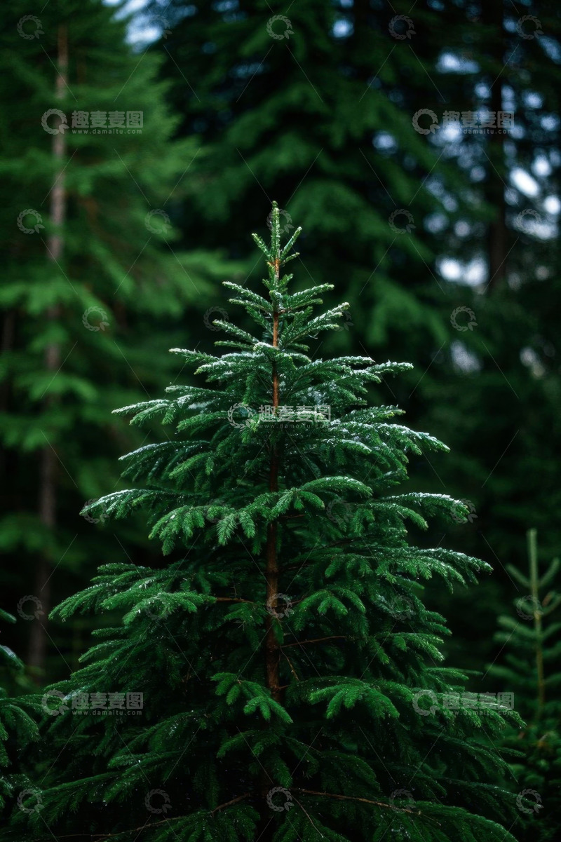 高清大图下载【趣麦麦图】森林中翠绿的针叶树