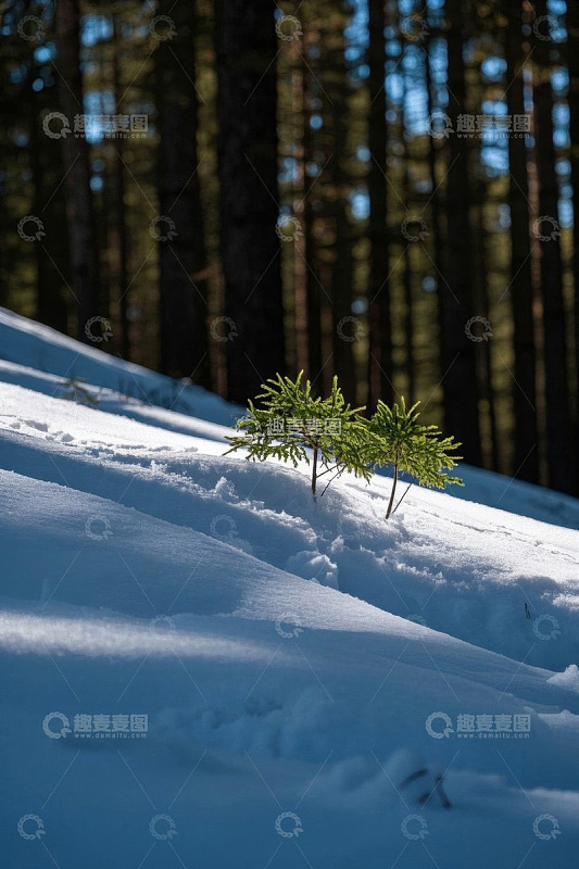 雪地中生长的绿色小松树苗