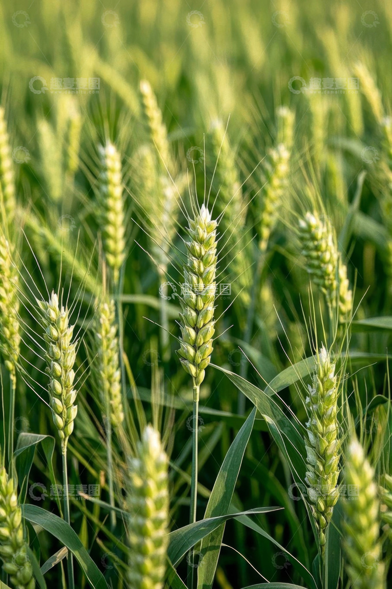 高清大图下载【趣麦麦图】绿色小麦农田近景
