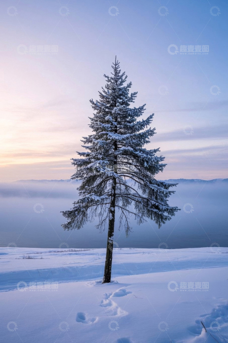 高清大图下载【趣麦麦图】雪地中积雪覆盖的松树