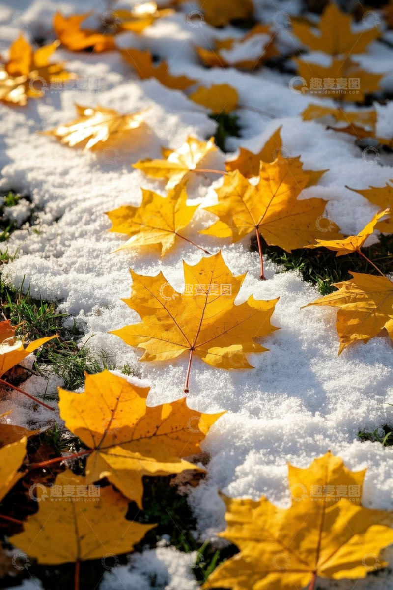 高清大图下载【趣麦麦图】雪地上的黄色枫叶