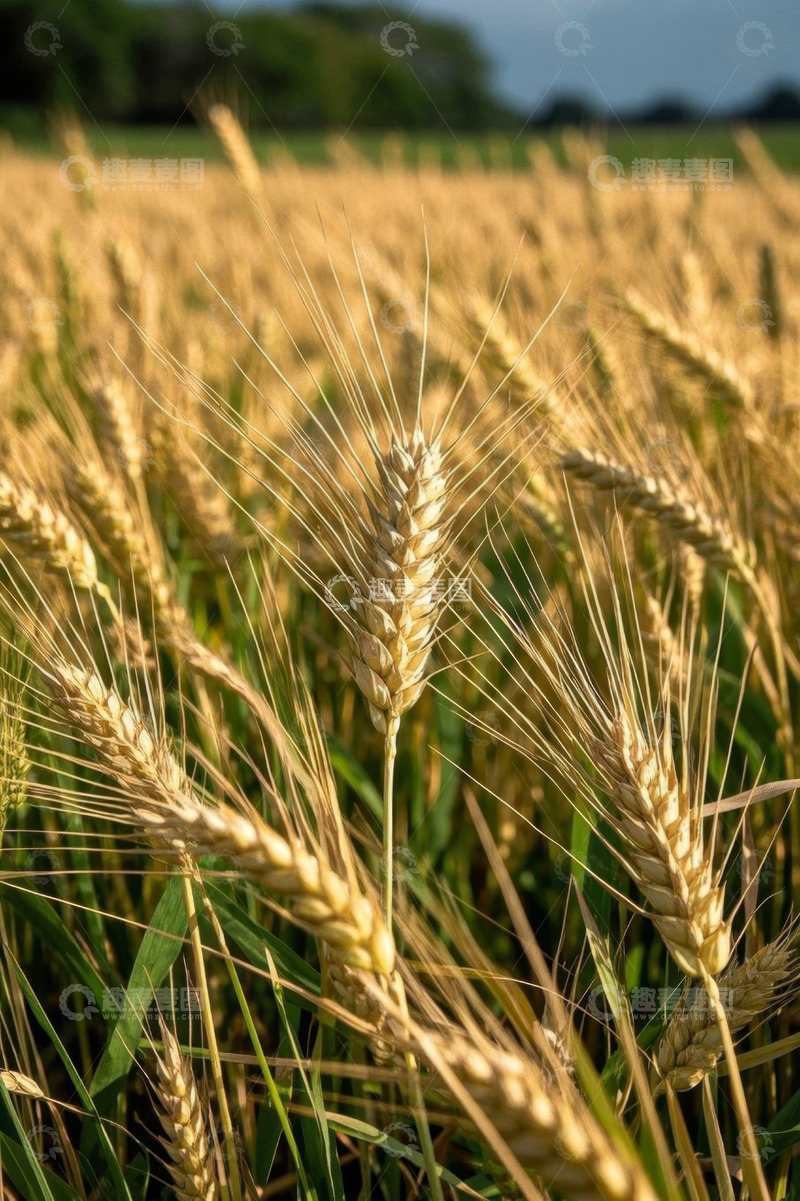 高清大图下载【趣麦麦图】成熟麦田中的小麦特写