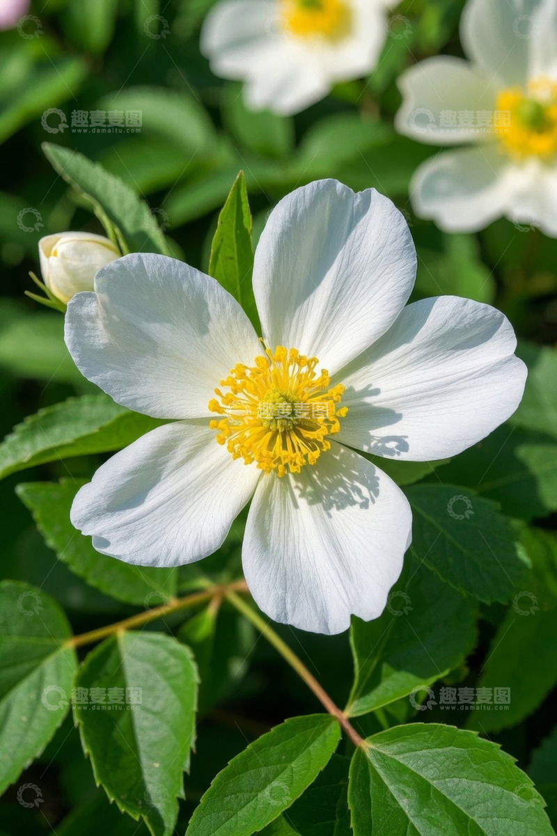 高清大图下载【趣麦麦图】白色花朵与绿色叶片特写