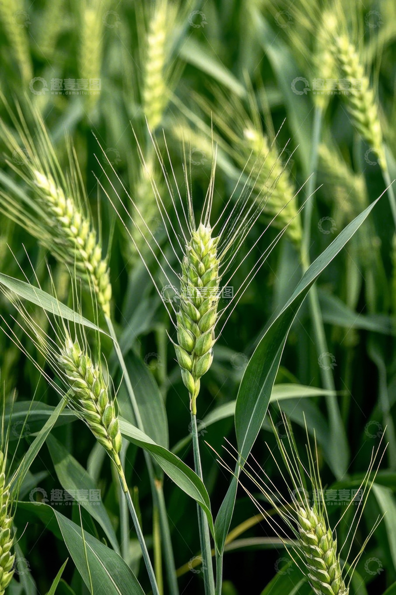 高清大图下载【趣麦麦图】特写小麦植株
