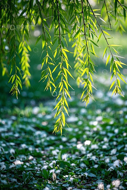 垂落柳树与地面绿植景观