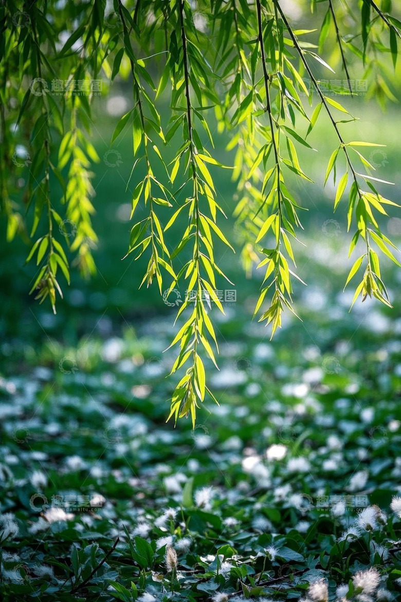 垂落柳树与地面绿植景观