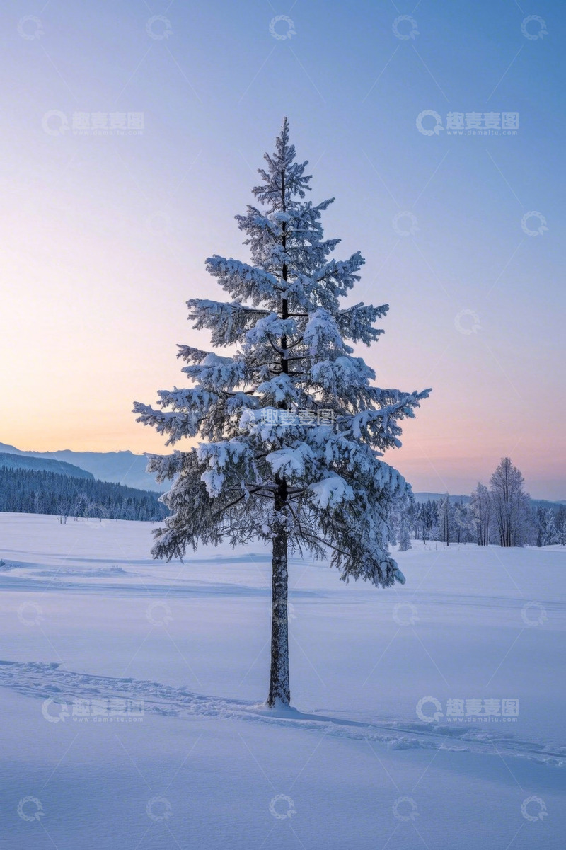 高清大图下载【趣麦麦图】雪地中积雪覆盖的松树景观