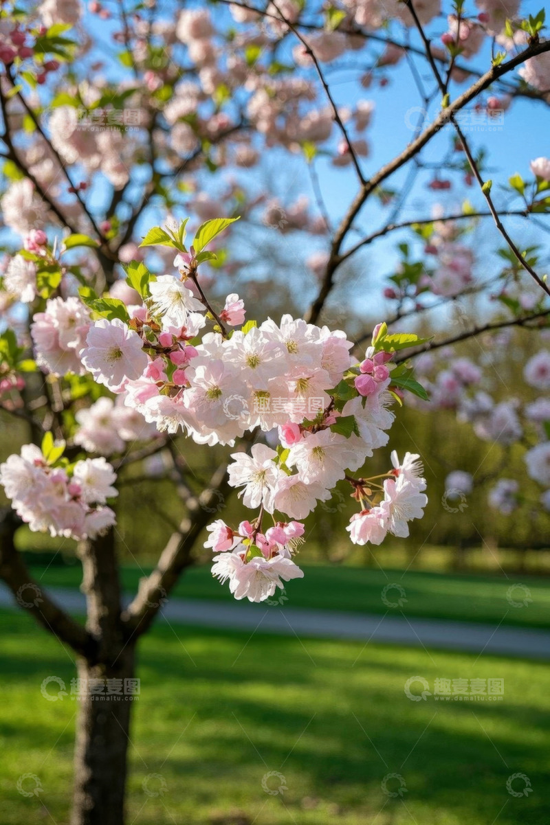 高清大图下载【趣麦麦图】春日盛开的粉色樱花树
