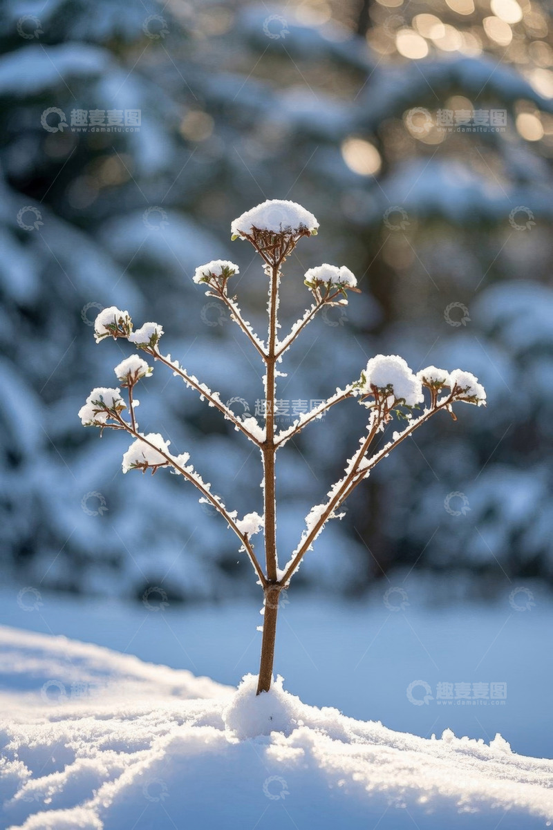 高清大图下载【趣麦麦图】雪中植物特写