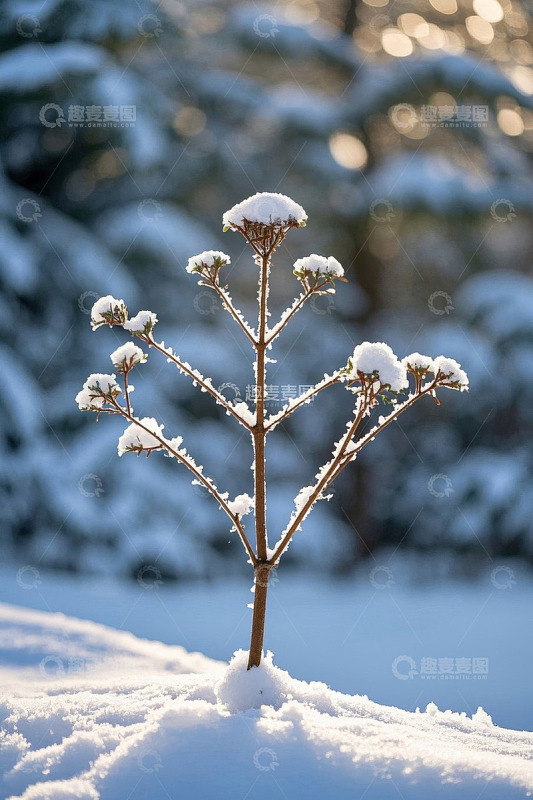 雪中植物特写