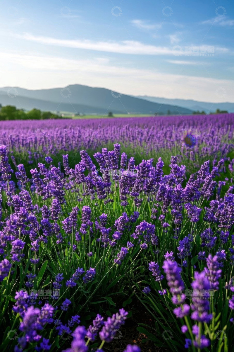 高清大图下载【趣麦麦图】紫色薰衣草花田风景