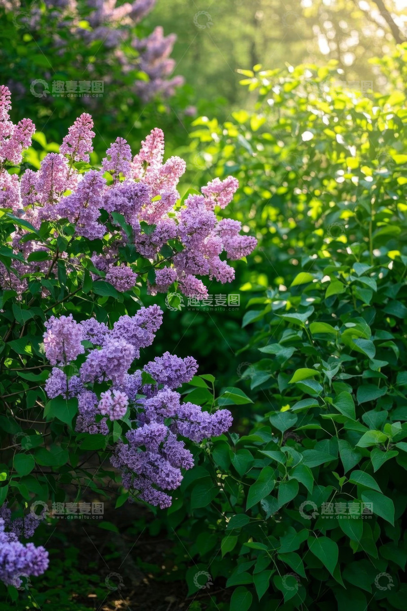 高清大图下载【趣麦麦图】阳光下绽放的紫色丁香花