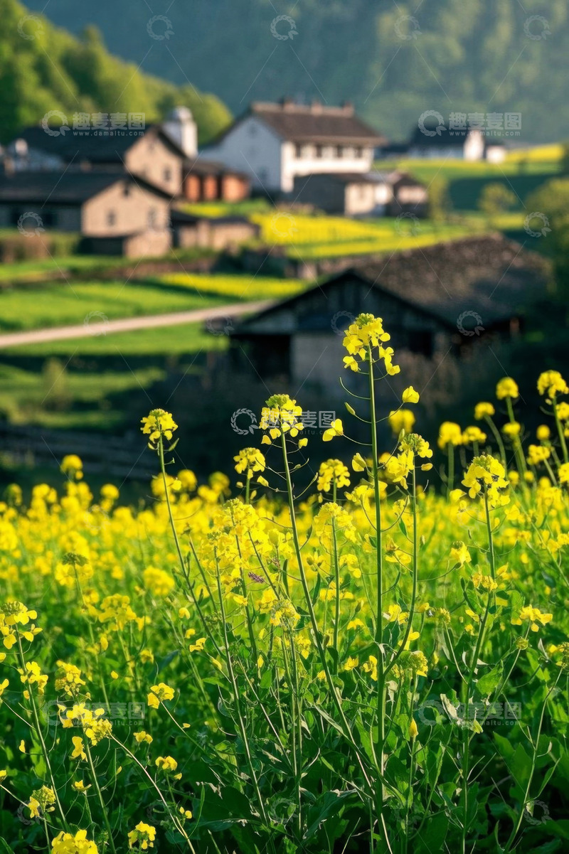 高清大图下载【趣麦麦图】乡村油菜花田田园风光