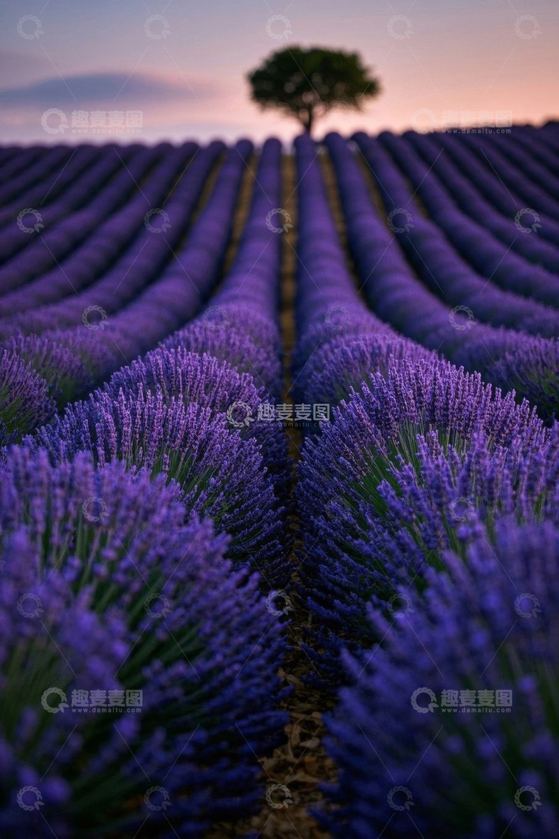 高清大图下载【趣麦麦图】紫色薰衣草田与远处孤树景观