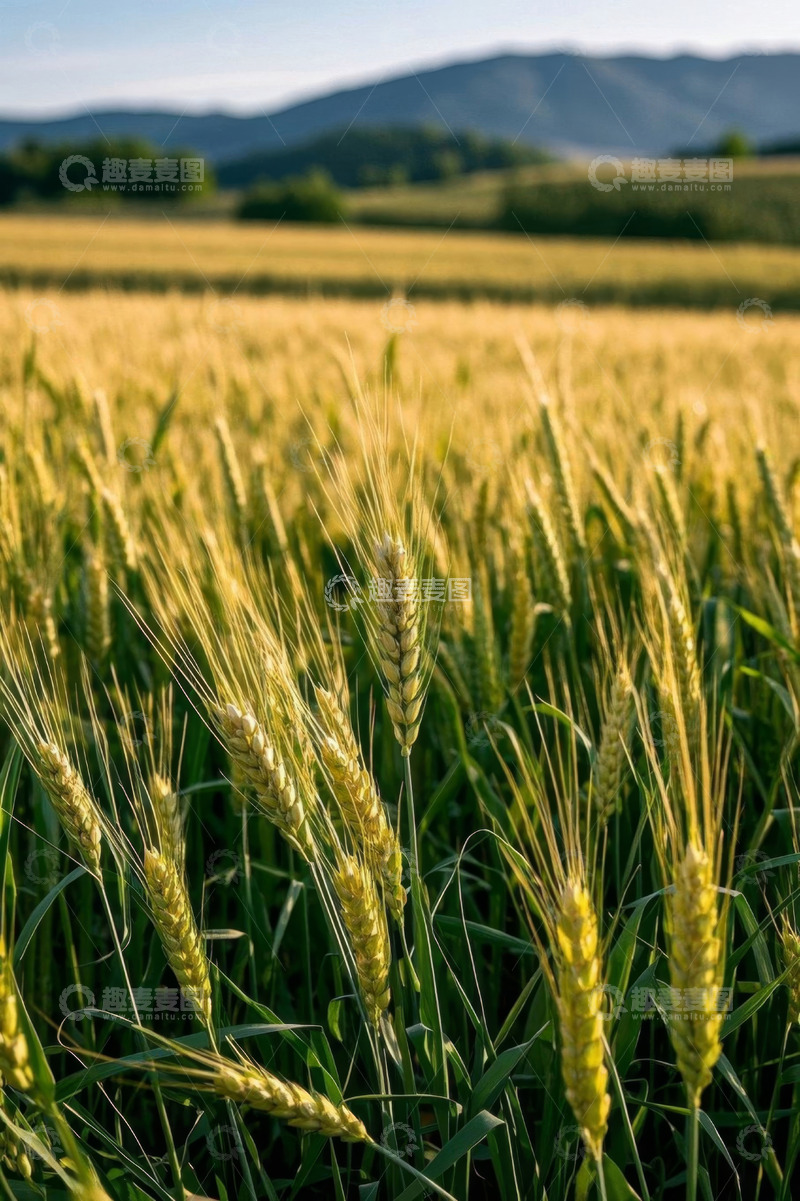 高清大图下载【趣麦麦图】成熟麦田自然风光