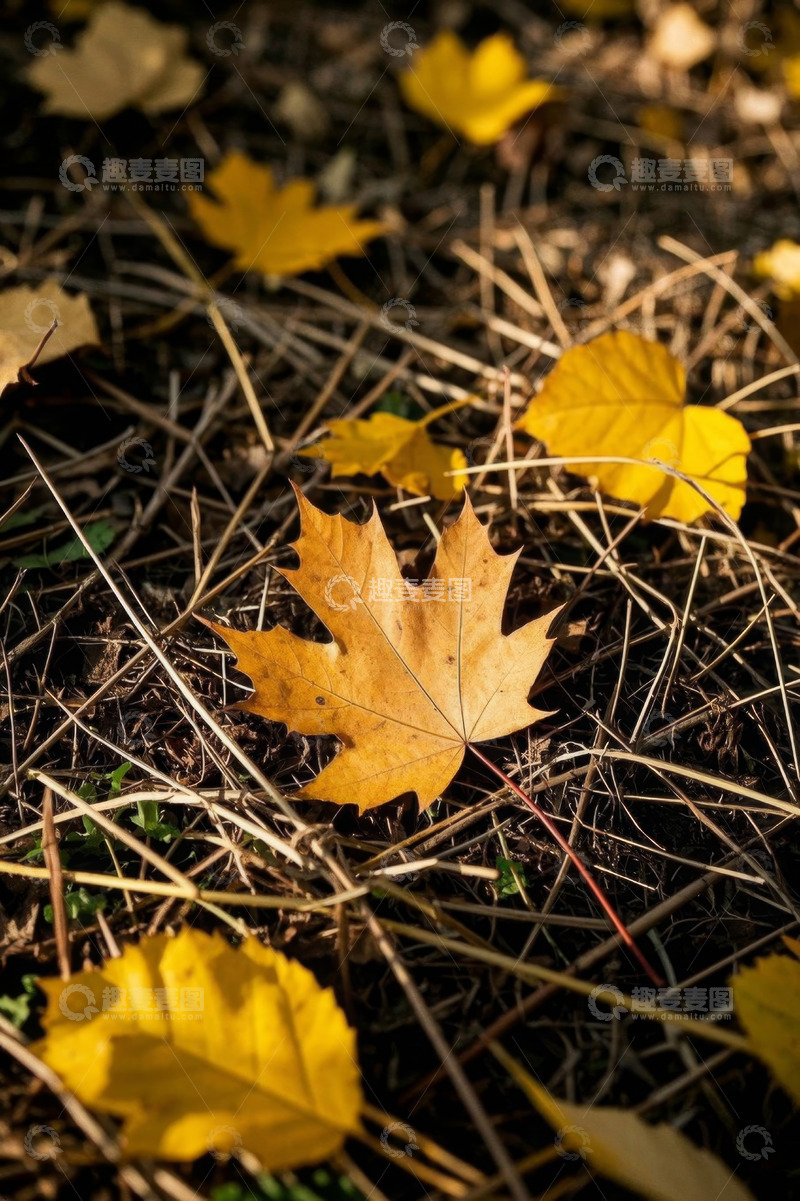 高清大图下载【趣麦麦图】地面上的黄色枫叶