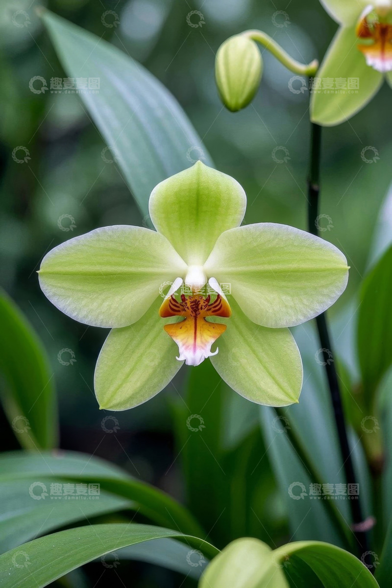 高清大图下载【趣麦麦图】绿色兰花特写
