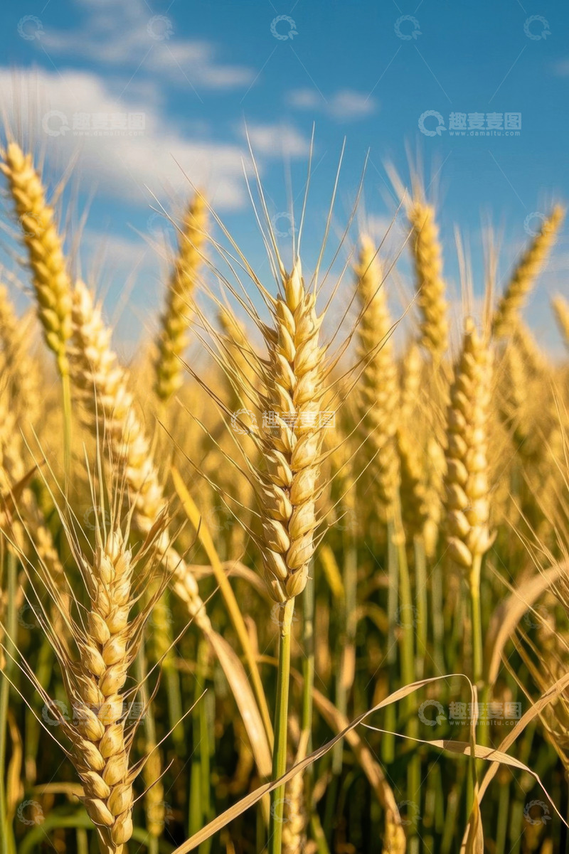 高清大图下载【趣麦麦图】麦田麦穗特写