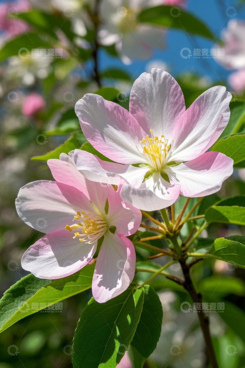 高清大图下载【趣麦麦图】盛开的粉色花朵特写