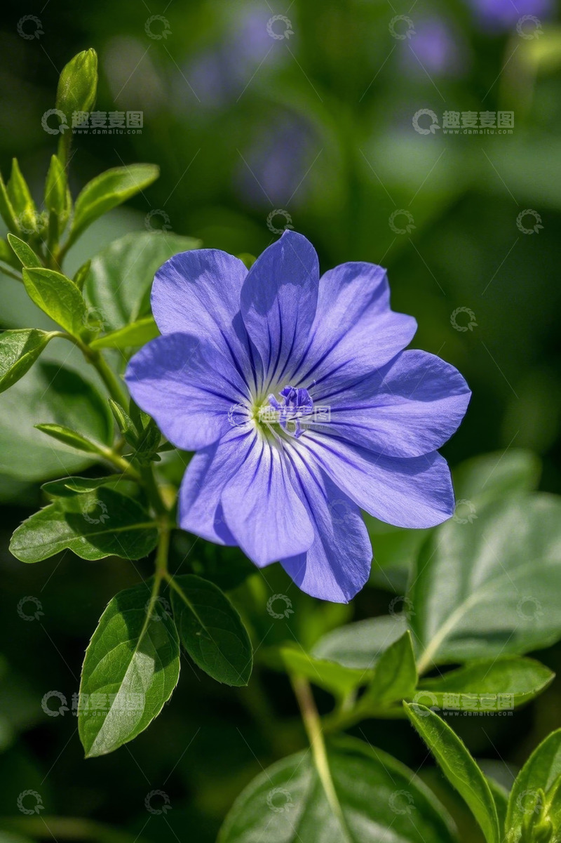 高清大图下载【趣麦麦图】蓝色花朵特写