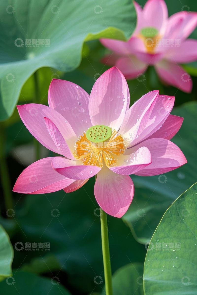 高清大图下载【趣麦麦图】粉色荷花特写