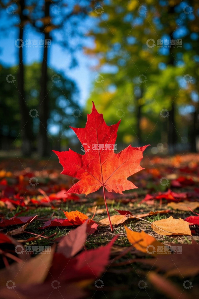 高清大图下载【趣麦麦图】秋季公园地面上的红枫叶