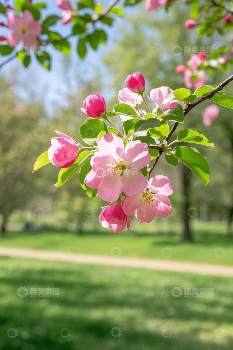 高清大图下载【趣麦麦图】公园盛开的粉色花朵特写