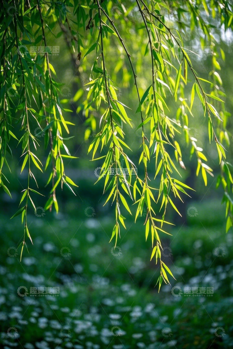 高清大图下载【趣麦麦图】春日垂柳自然风光