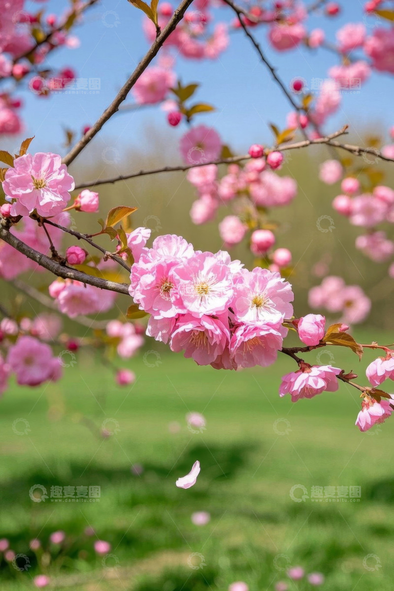 高清大图下载【趣麦麦图】盛开的粉色樱花特写