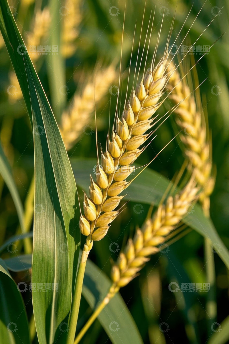 高清大图下载【趣麦麦图】成熟小麦特写