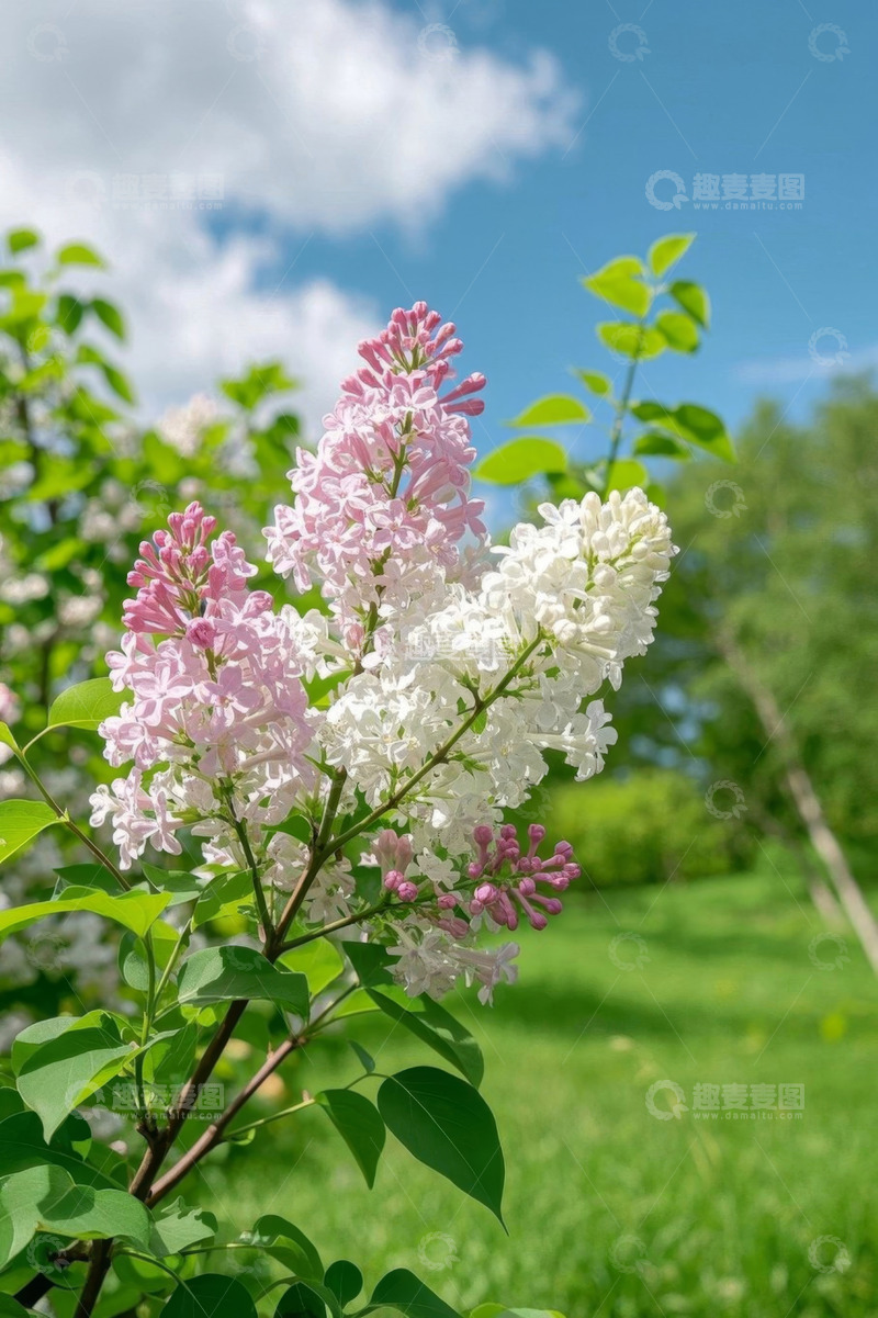 高清大图下载【趣麦麦图】户外盛开的粉白丁香花
