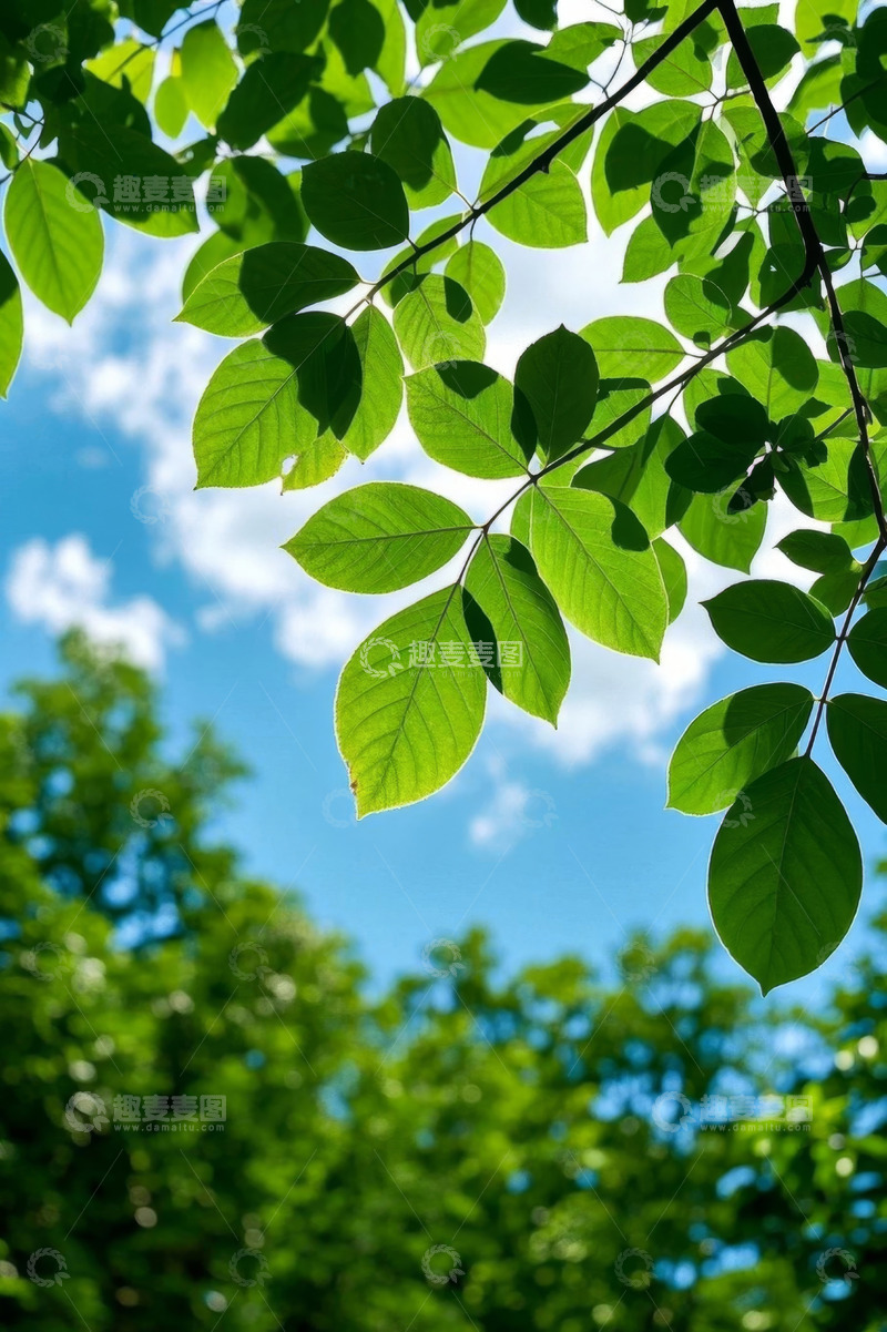 高清大图下载【趣麦麦图】阳光下的绿叶与蓝天背景