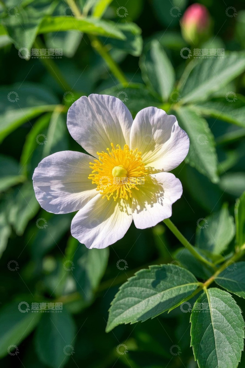 高清大图下载【趣麦麦图】盛开的白色花朵与绿叶