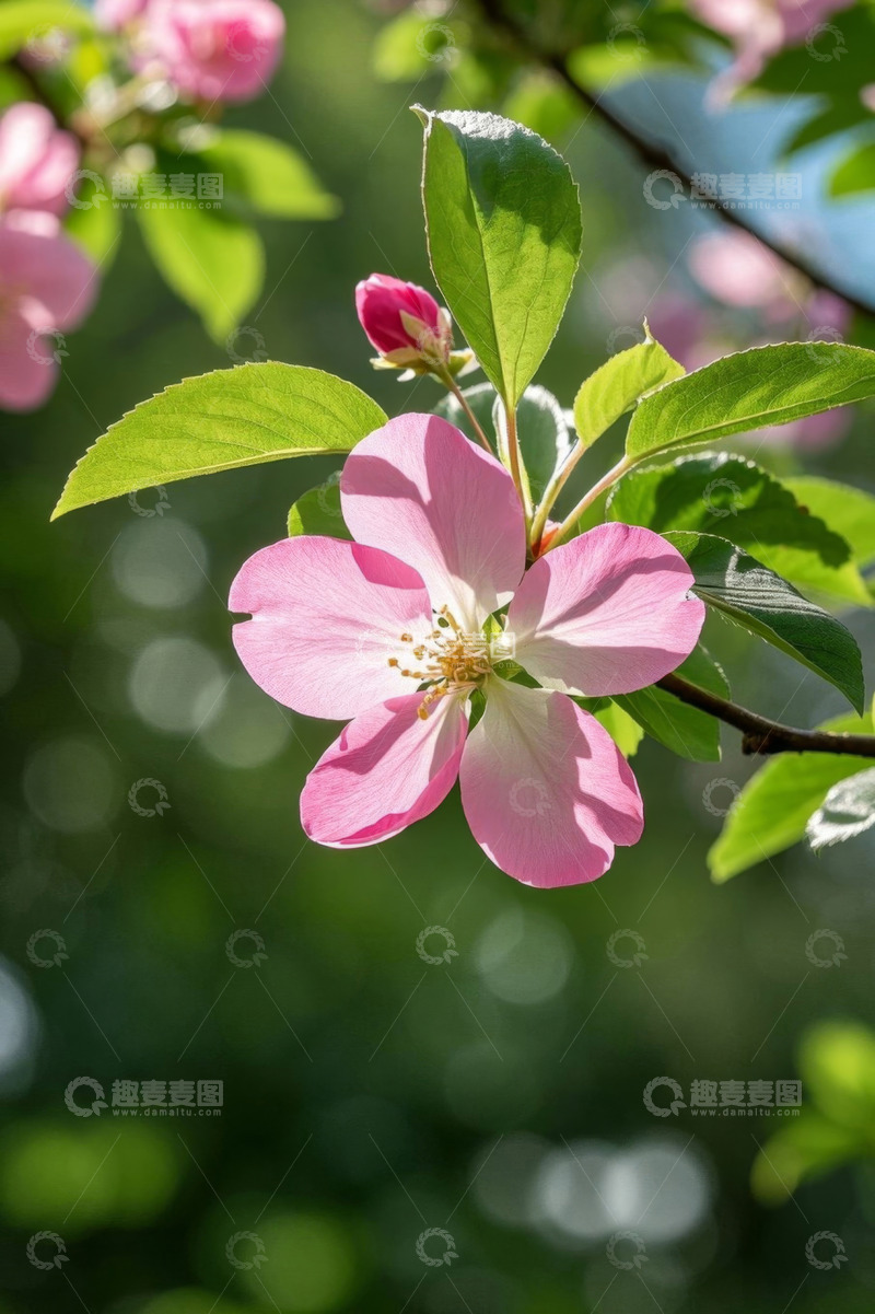 高清大图下载【趣麦麦图】粉色绽放的花朵特写