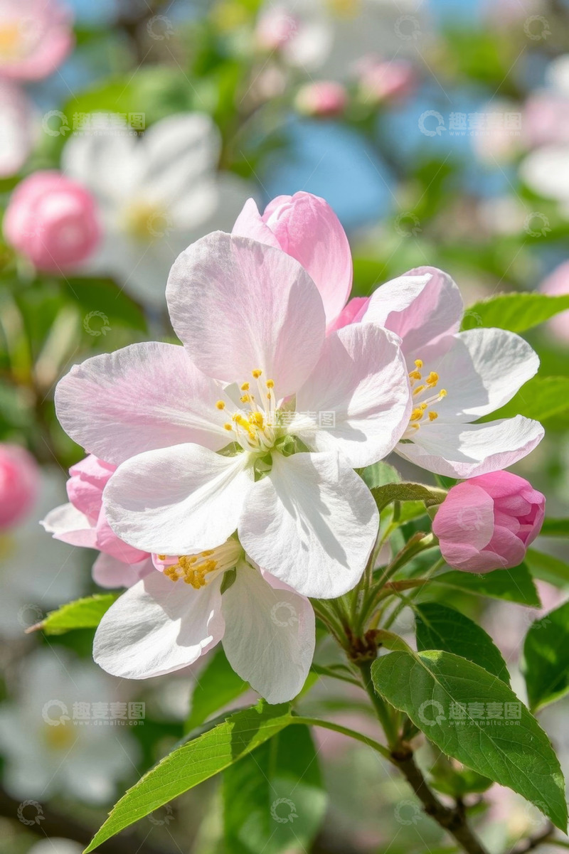 高清大图下载【趣麦麦图】盛开的粉色花卉特写