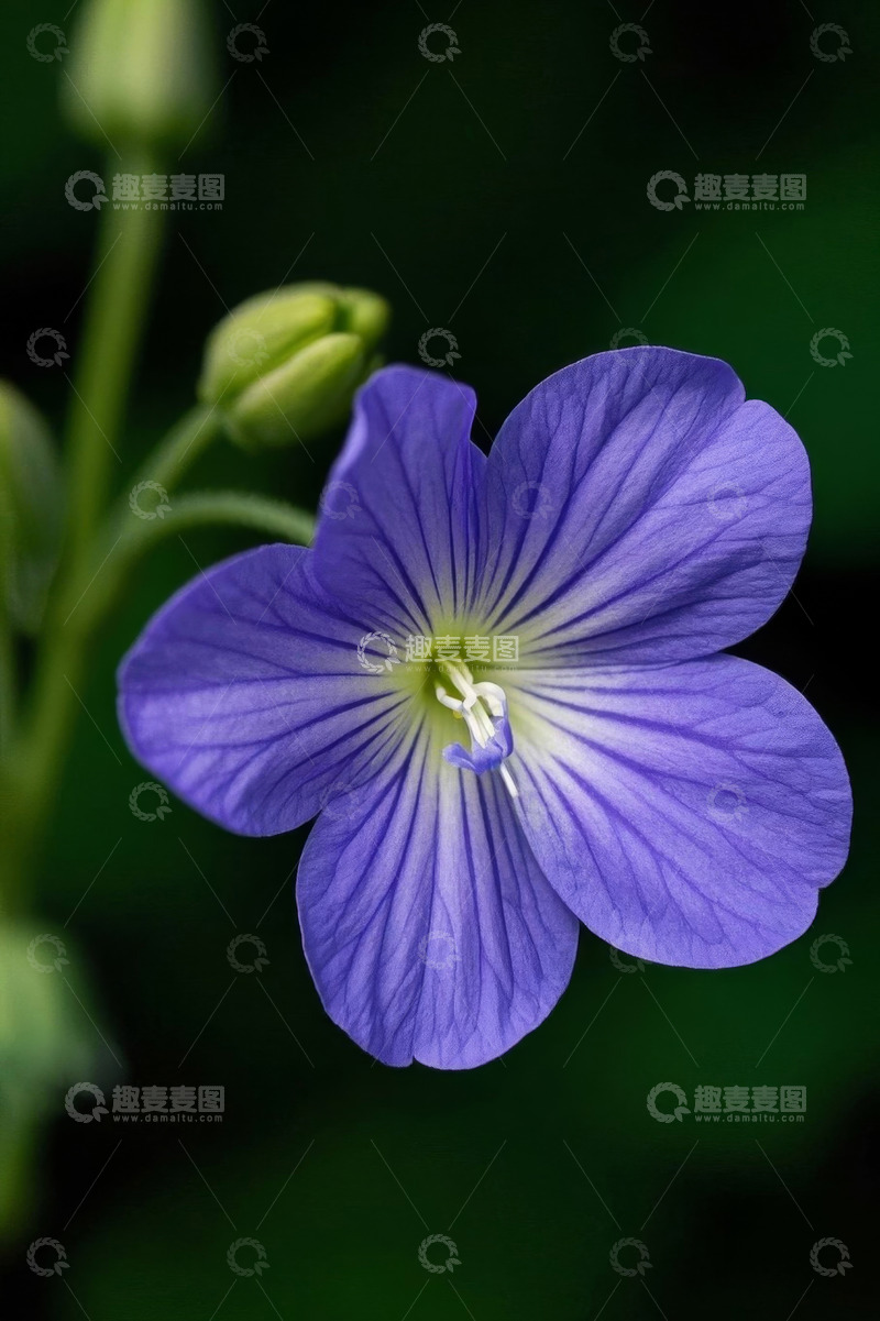 高清大图下载【趣麦麦图】紫色花朵特写