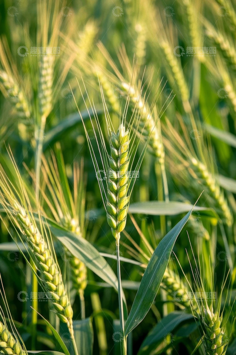 高清大图下载【趣麦麦图】成熟小麦特写