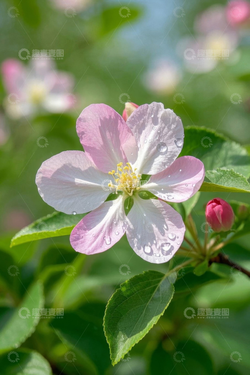 高清大图下载【趣麦麦图】带水珠的粉色花卉特写