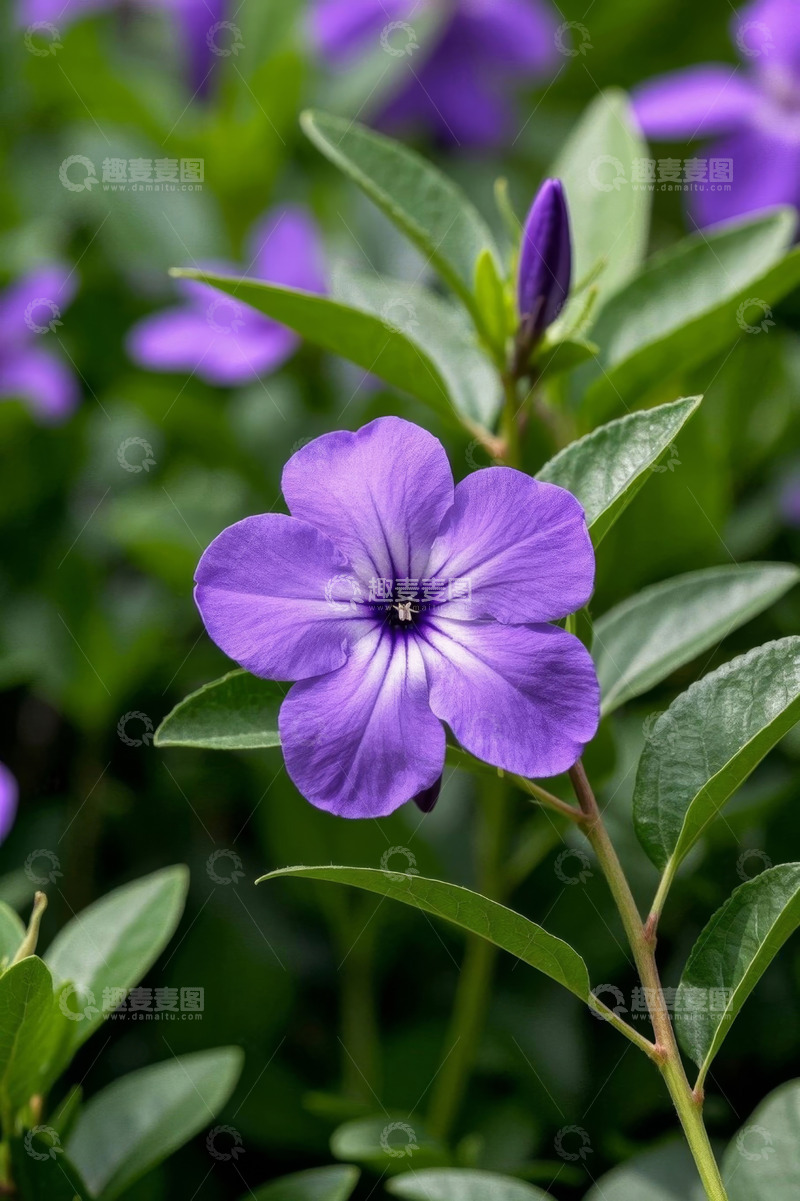 高清大图下载【趣麦麦图】紫色花朵特写