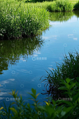 户外河流旁的绿色植物景观