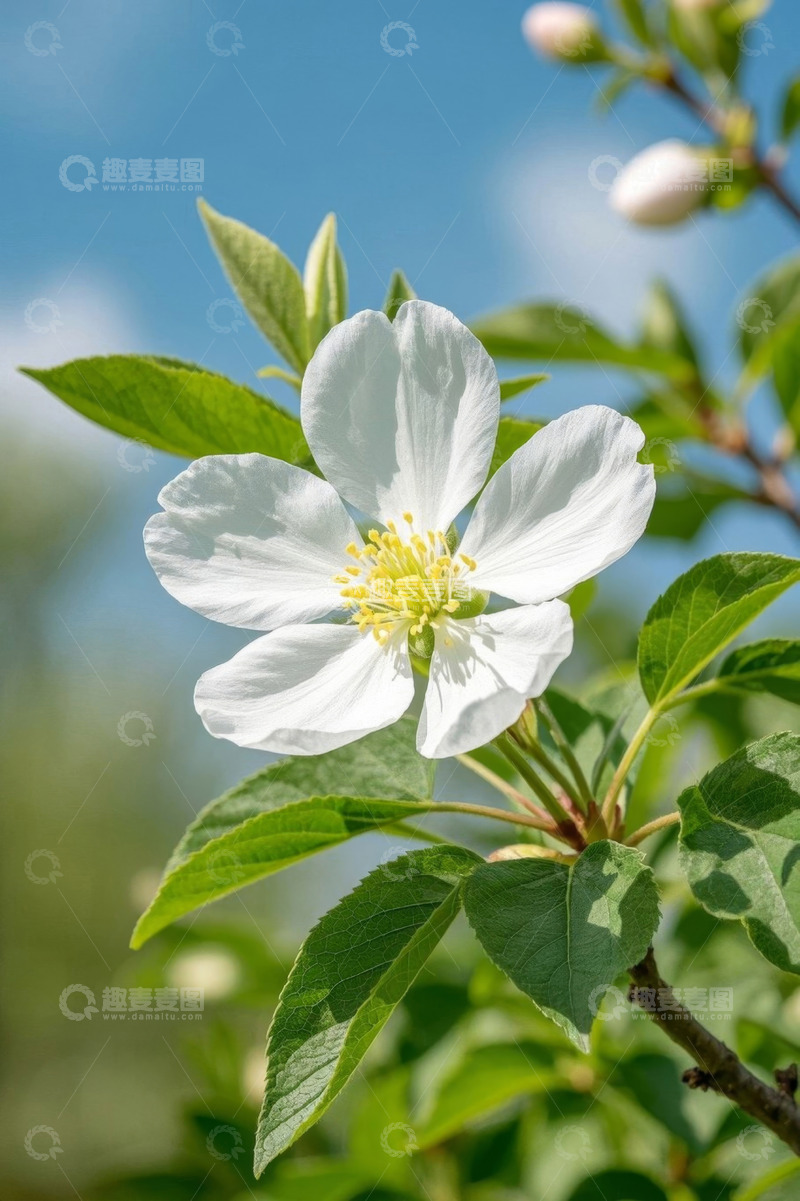 高清大图下载【趣麦麦图】白色花朵特写自然风光