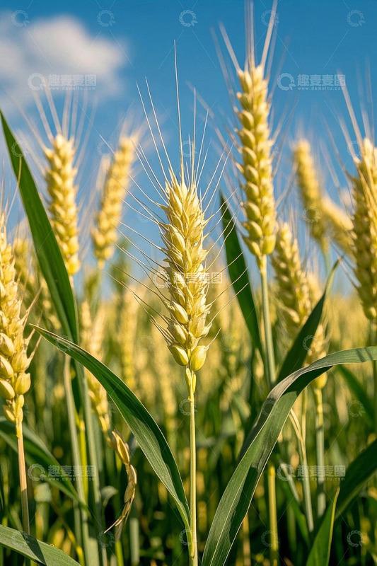 成熟小麦特写画面