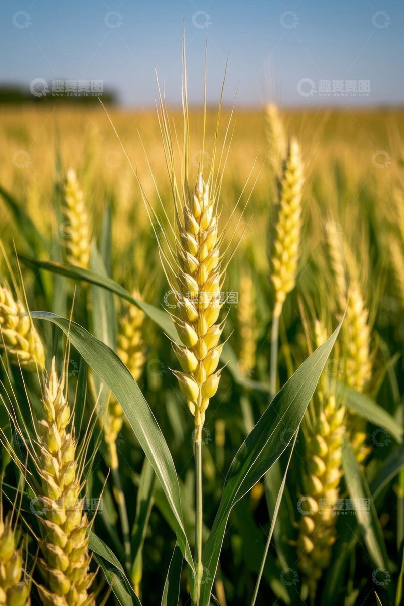 高清大图下载【趣麦麦图】成熟麦田里的小麦特写