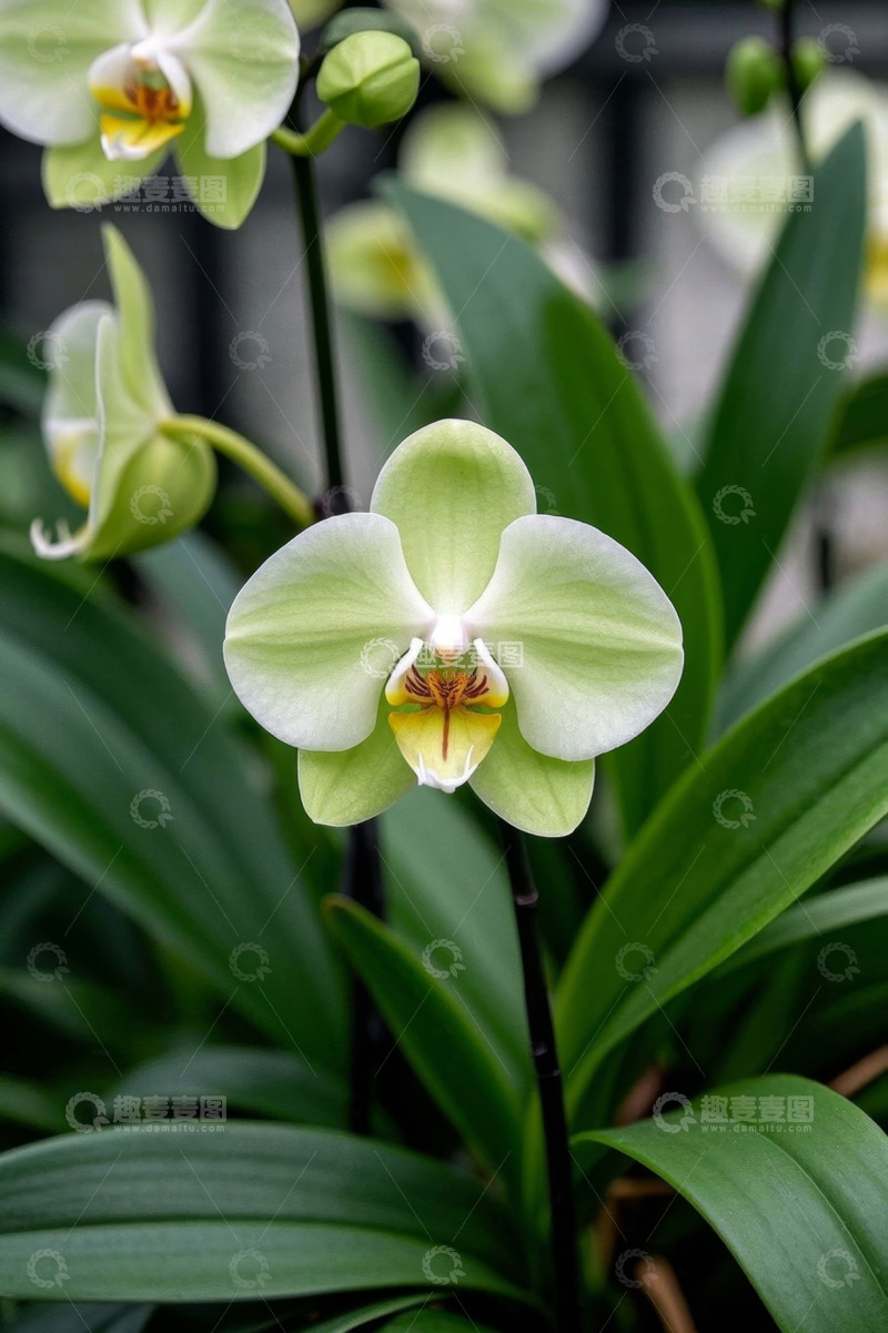 高清大图下载【趣麦麦图】绿色蝴蝶兰特写