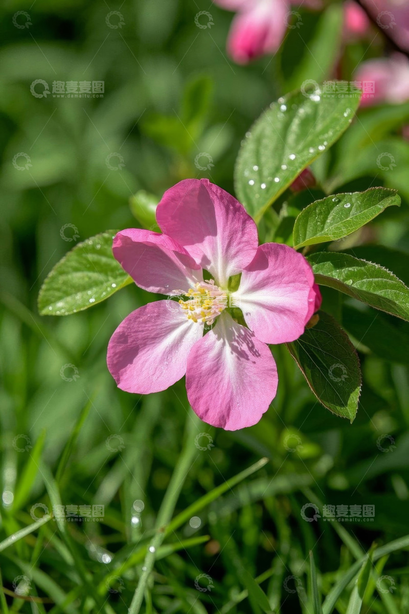 高清大图下载【趣麦麦图】粉色花朵绿叶特写