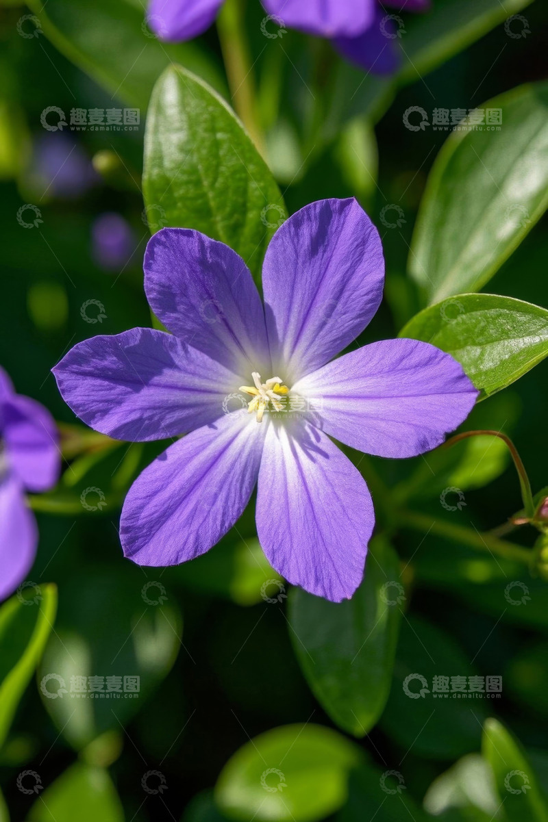 高清大图下载【趣麦麦图】紫色花朵与绿叶特写